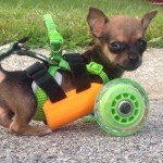 El cachorro sin patas delanteras que vuelve a caminar