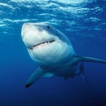 El hombre que susurraba a los tiburones