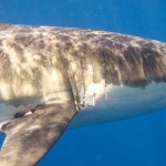buceo entre tiburones