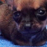 cachorro perro sin patas