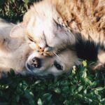 como afecta el humo del cigarro a las mascotas