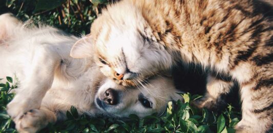 como afecta el humo del cigarro a las mascotas