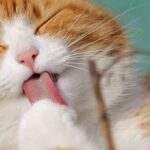 como afecta el humo del cigarro a las mascotas