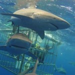 nadar entre tiburones