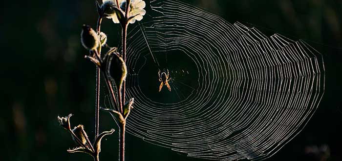 Lluvia de arañas | Descifrando este misterioso fenómeno natural