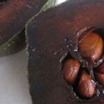 El sabor de zapote negro