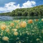 El Lago de las Medusas en Palau