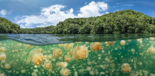 El Lago de las Medusas en Palau