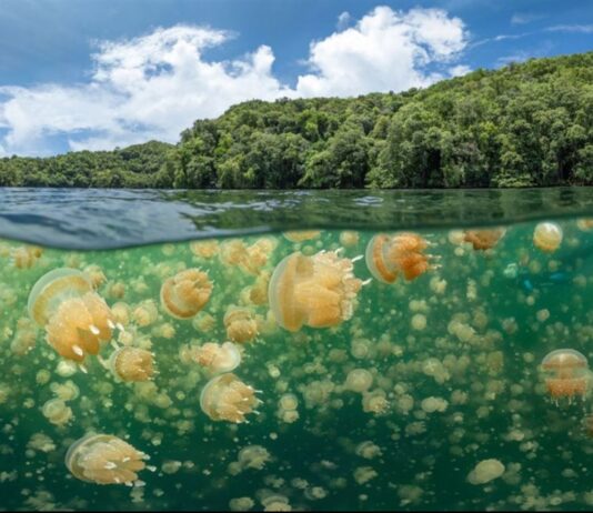 El Lago de las Medusas en Palau