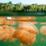medusas