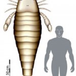 Escorpión gigante supercurioso