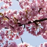 Flores de cerezo