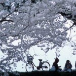 Fotografía flores de cerezo familia