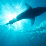 Jacques Cousteau: la bestia marina que pudo haber ocultado