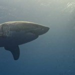 Jacques Cousteau: la bestia marina que pudo haber ocultado