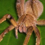 Araña Bananera