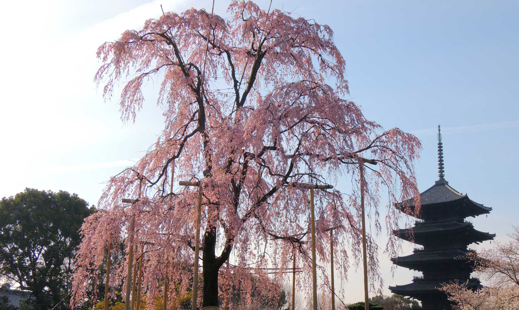 El árbol Sakura o flor de cerezo japonés | Descubre su leyenda