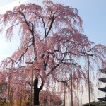 Árbol Sakura
