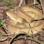 Víbora Isla de las cobras