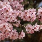 flor de cerezo japonés