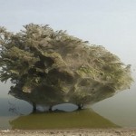 arbol araña
