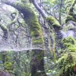 arboles telas de araña