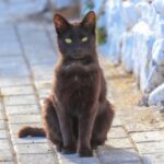 curiosidades de los gatos negros