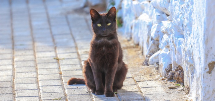 curiosidades de los gatos negros