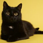 Curiosidades de los gatos negros