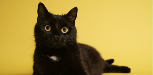 Curiosidades de los gatos negros