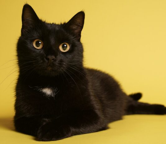 Curiosidades de los gatos negros
