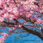 leyenda del árbol Sakura