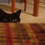 Curiosidades sobre los gatos negros