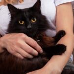 datos curiosos de los felinos