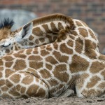 ¿Podemos aprender cosas nuevas mientras dormimos?