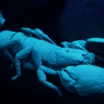 escorpiones supercurioso