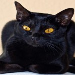 Curiosidades sobre los gatos negros