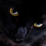 Curiosidades sobre los gatos negros