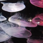 medusas supercurioso