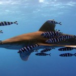 5 fascinantes curiosidades sobre el océano