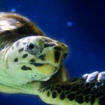 oceano supercurioso