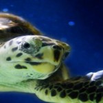 5 fascinantes curiosidades sobre el océano