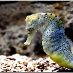 5 fascinantes curiosidades sobre el océano