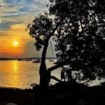 silhouette-of-a-tree-at-sunset-on-changi-beach-picture-id1322042300