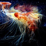 supercurioso medusas