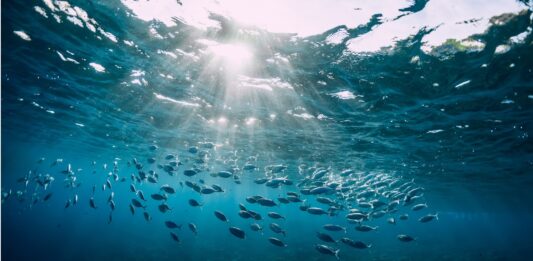 10 Curiosidades del océano y del mar | Misterios bajo la superficie Curiosidades del océano
