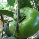 El sabor de zapote negro