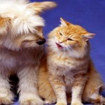 Ideas falsas del «amor romántico» que debes conocer