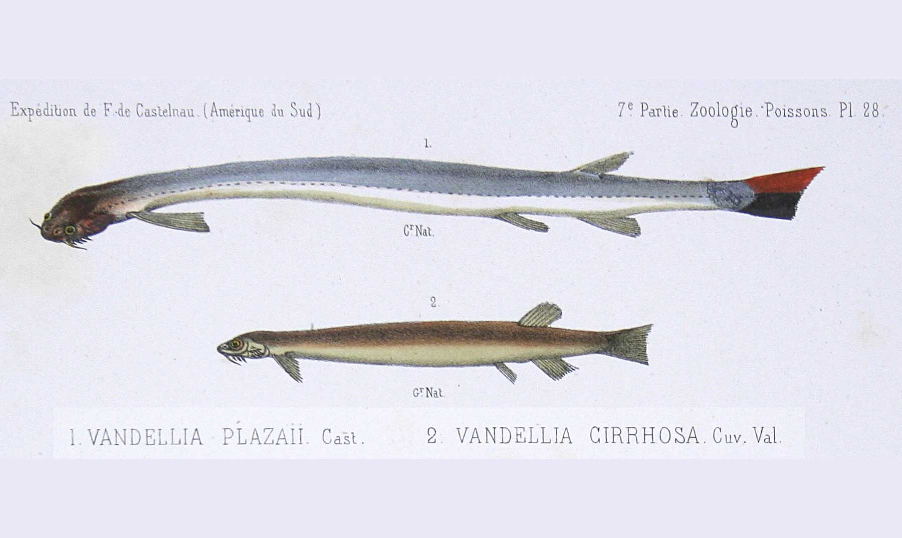 El Pez Candir Conocido Como El Pez Vampiro Del Amazonas