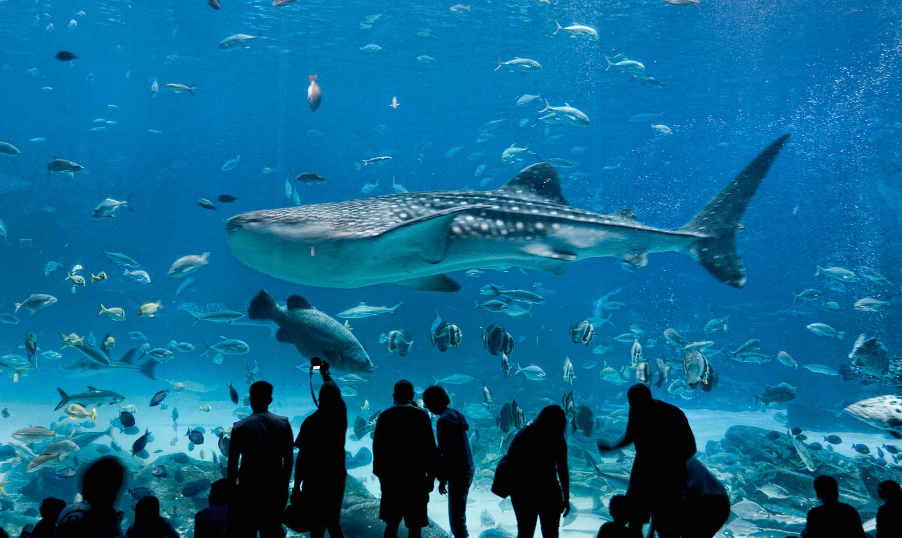 El mayor acuario del mundo. Impresionante.